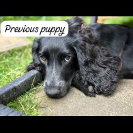 Cocker Spaniel (Working &amp; Show) - Both