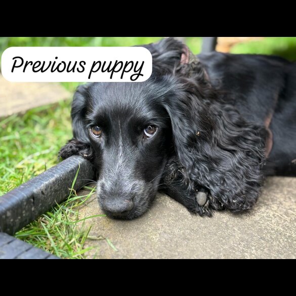 Cocker Spaniel (Working &amp; Show) - Both