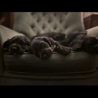Cocker Spaniel (Working &amp; Show) - Both