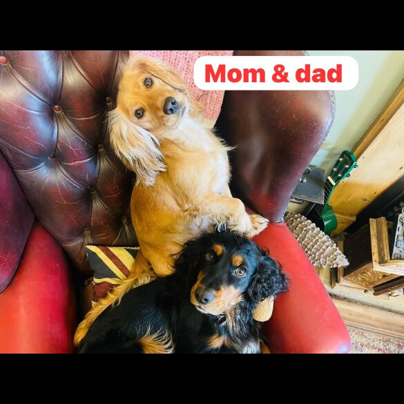 Cocker Spaniel (Working &amp; Show) - Both