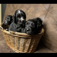 Cocker Spaniel (Working &amp; Show) - Both