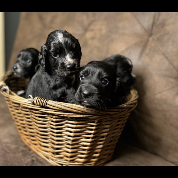 Cocker Spaniel (Working &amp; Show) - Both