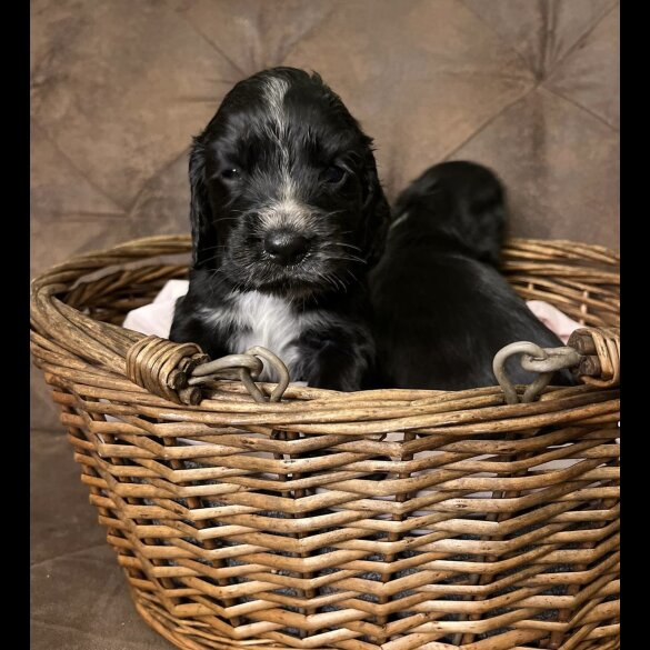 Cocker Spaniel (Working &amp; Show) - Both