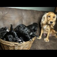 Cocker Spaniel (Working &amp; Show) - Both