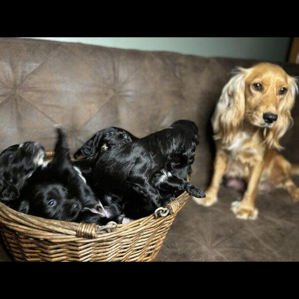 Cocker Spaniel (Working &amp; Show) - Both