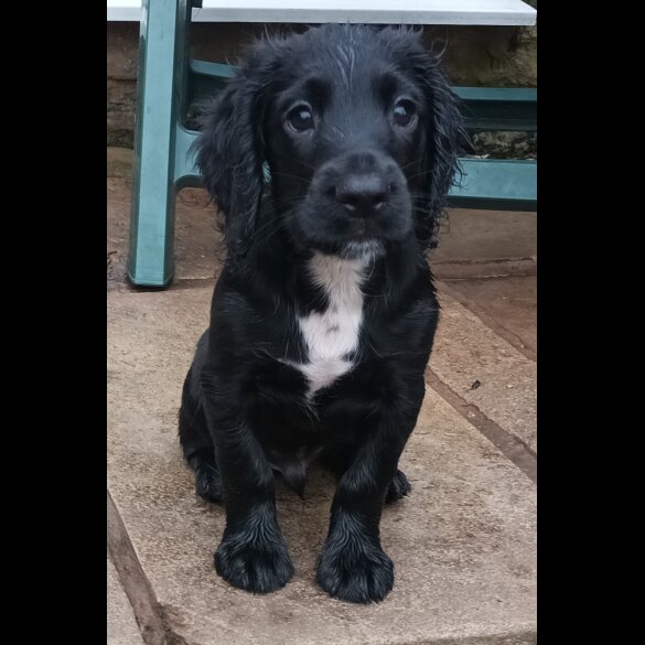 Cocker Spaniel (Working &amp; Show) - Both