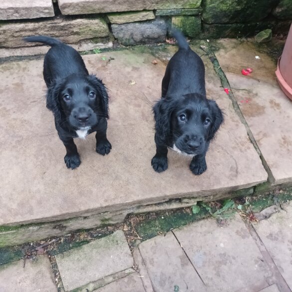 Cocker Spaniel (Working &amp; Show) - Both