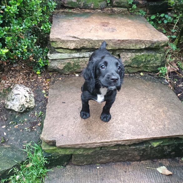 Cocker Spaniel (Working &amp; Show) - Both