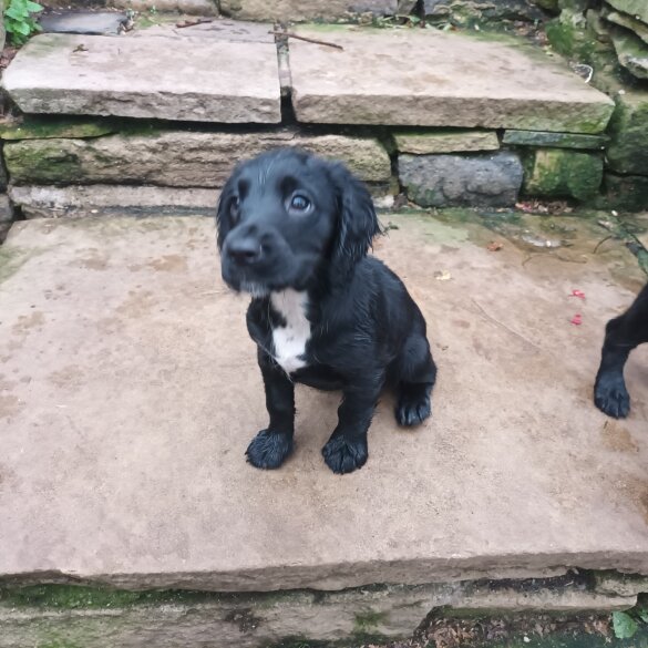 Cocker Spaniel (Working &amp; Show) - Both