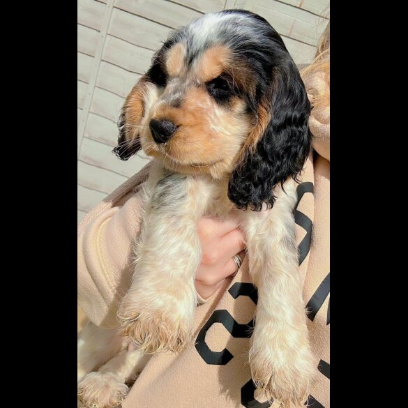 Cocker Spaniel (Working &amp; Show) - Both