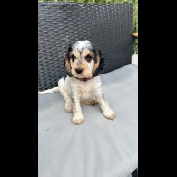 Cocker Spaniel (Working &amp; Show) - Both