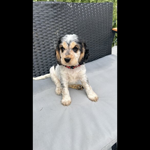 Cocker Spaniel (Working &amp; Show) - Both