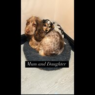Cocker Spaniel (Working &amp; Show) - Both
