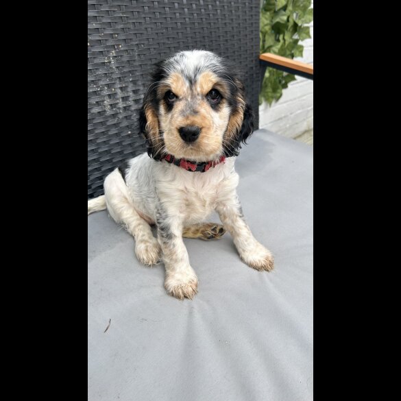 Cocker Spaniel (Working &amp; Show) - Both