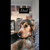 Cocker Spaniel (Working &amp; Show) - Both