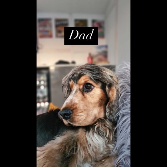 Cocker Spaniel (Working &amp; Show) - Both