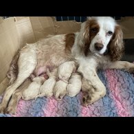 Cocker Spaniel (Working &amp; Show) - Both