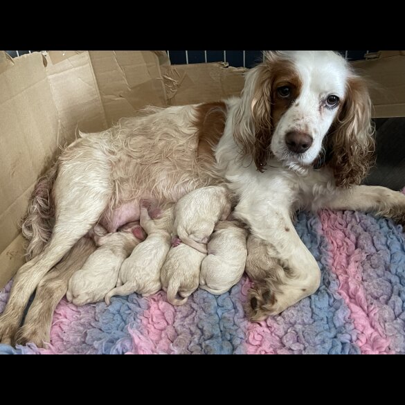 Cocker Spaniel (Working &amp; Show) - Both