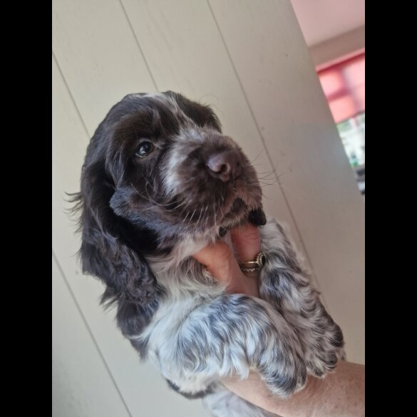 Cocker Spaniel (Working &amp; Show) - Dogs