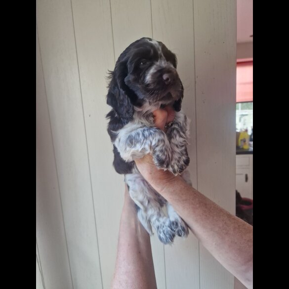 Cocker Spaniel (Working &amp; Show) - Dogs