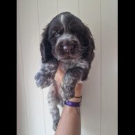 Cocker Spaniel (Working &amp; Show) - Dogs