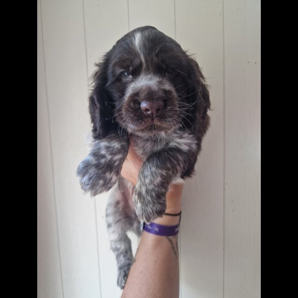 Cocker Spaniel (Working &amp; Show) - Dogs