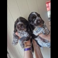 Cocker Spaniel (Working &amp; Show) - Dogs