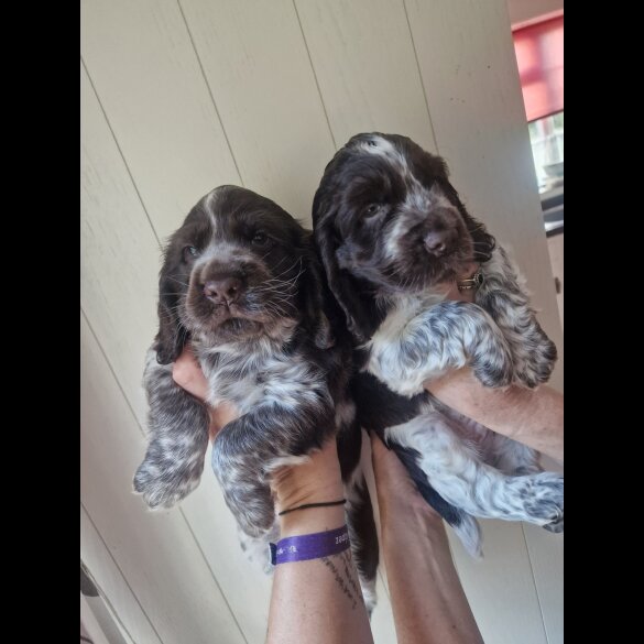 Cocker Spaniel (Working &amp; Show) - Dogs