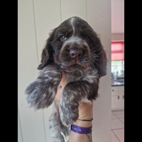 Cocker Spaniel (Working &amp; Show) - Dogs