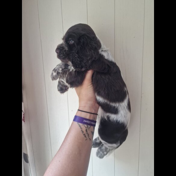 Cocker Spaniel (Working &amp; Show) - Dogs