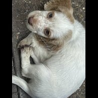 Cocker Spaniel (Working &amp; Show) - Both