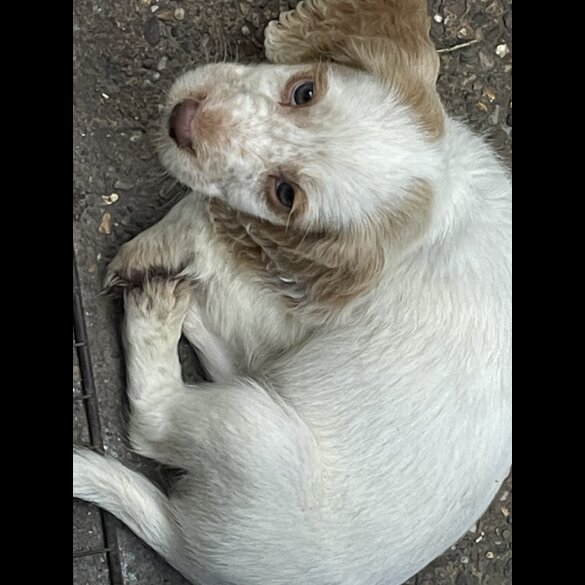 Cocker Spaniel (Working &amp; Show) - Both