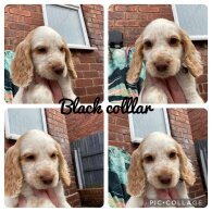 Cocker Spaniel (Working &amp; Show) - Both