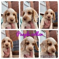 Cocker Spaniel (Working &amp; Show) - Both
