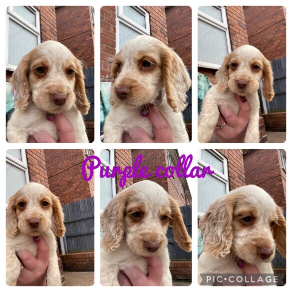 Cocker Spaniel (Working &amp; Show) - Both