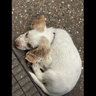 Cocker Spaniel (Working &amp; Show) - Both