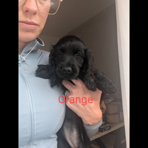 Cocker Spaniel (Working &amp; Show) - Both
