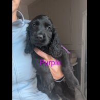 Cocker Spaniel (Working &amp; Show) - Both