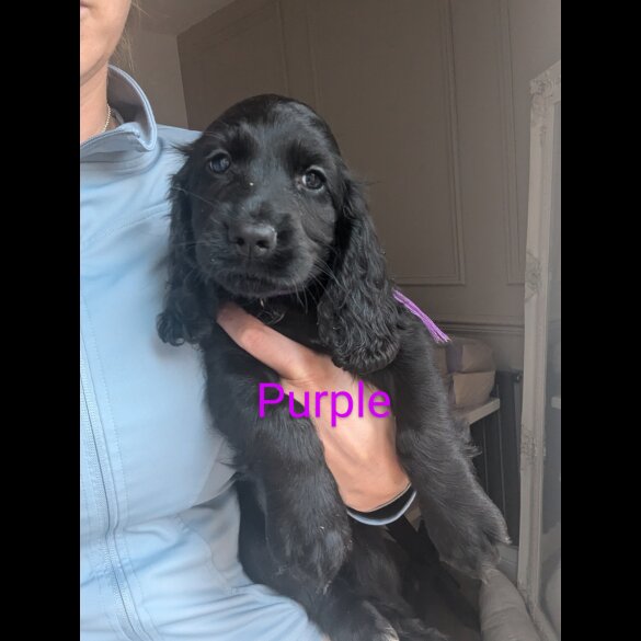 Cocker Spaniel (Working &amp; Show) - Both