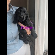 Cocker Spaniel (Working &amp; Show) - Both