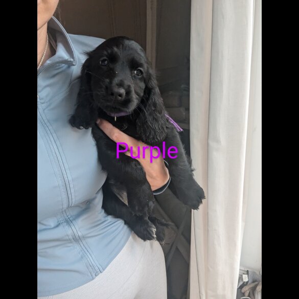 Cocker Spaniel (Working &amp; Show) - Both