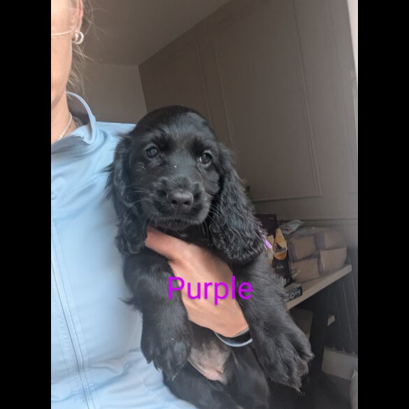 Cocker Spaniel (Working &amp; Show) - Both