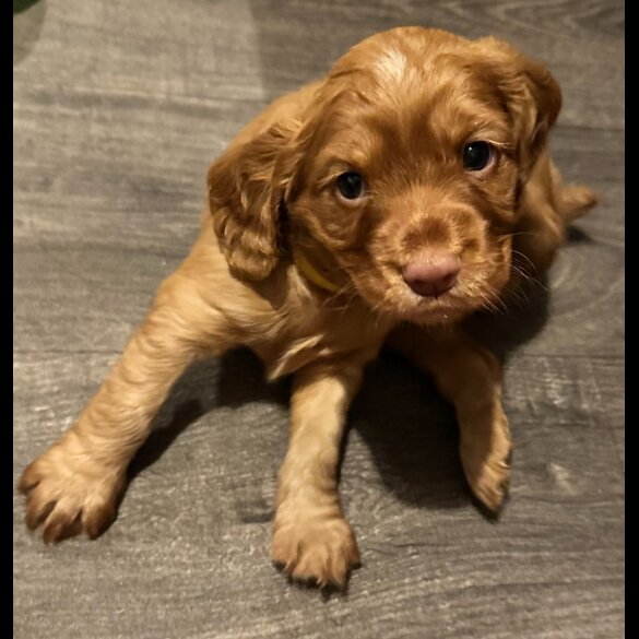 Cocker Spaniel (Working &amp; Show) - Both