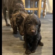Cocker Spaniel (Working &amp; Show) - Both