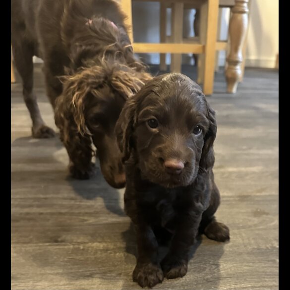Cocker Spaniel (Working &amp; Show) - Both
