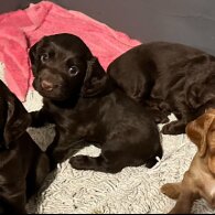 Cocker Spaniel (Working &amp; Show) - Both