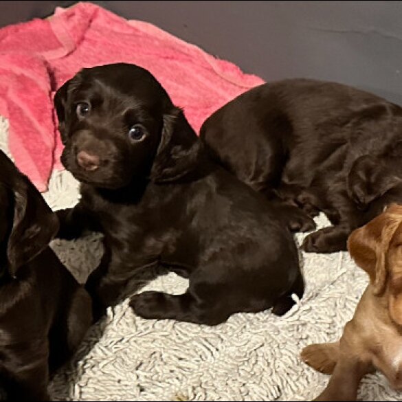 Cocker Spaniel (Working &amp; Show) - Both