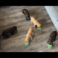 Cocker Spaniel (Working &amp; Show) - Both