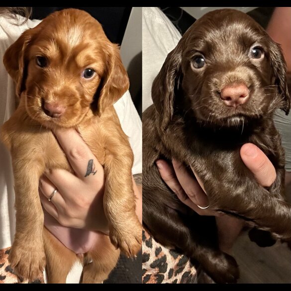 Cocker Spaniel (Working &amp; Show) - Both