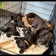 Cocker Spaniel (Working &amp; Show) - Both
